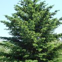 Pseudotsuga menziezii